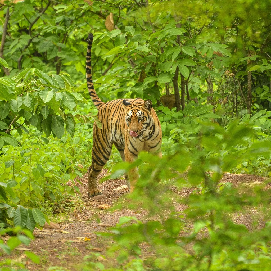 Tijger