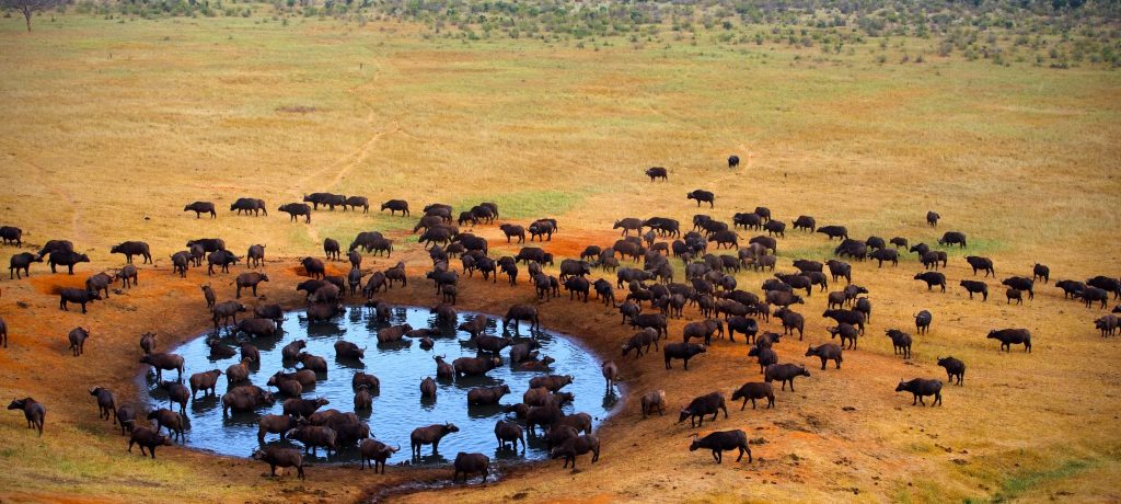 Tsavo Oost, Oost Kenia Safari