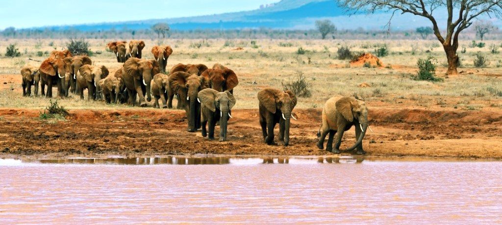 Tsavo Oost, Oost Kenia Safari