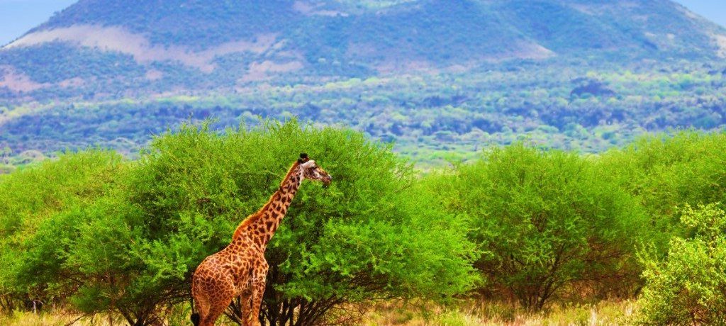 Tsavo West, Oost Kenia Safari