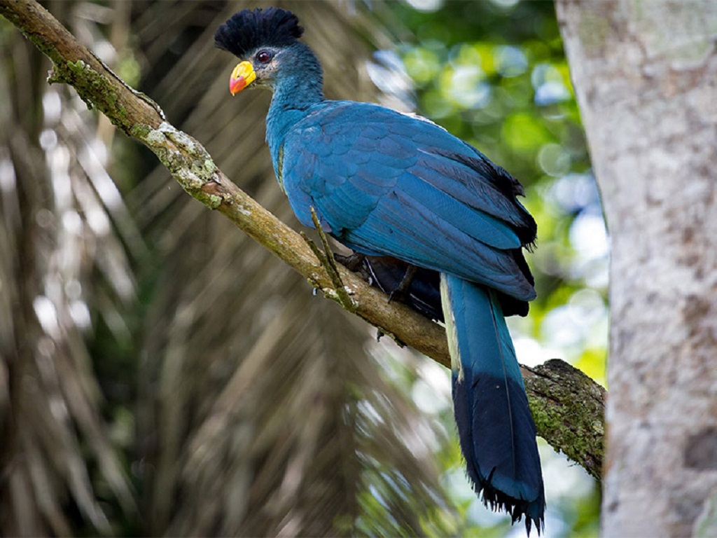 Turaco