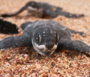 Schildpad nestelen, Principe, Sao Tomé & Rolas eiland