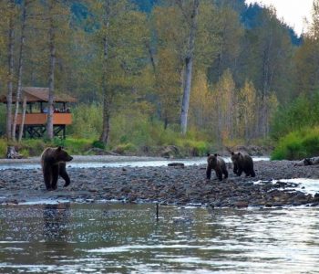 Tweedsmuir Park Lodge Grizzly beren Tweedsmuir Park Lodge