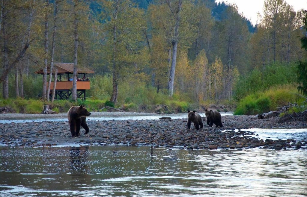 Grizzly beren Tweedsmuir Park Lodge