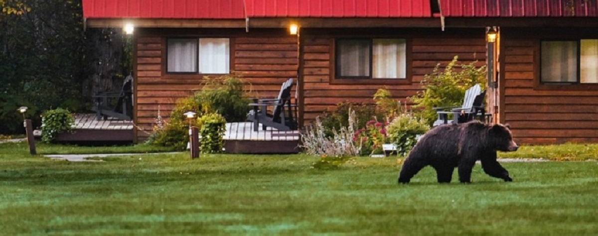 Beren spotten in Canada