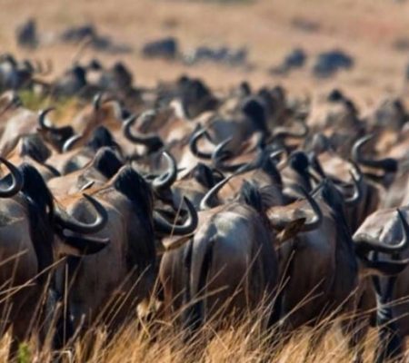 Wildebeest migratie