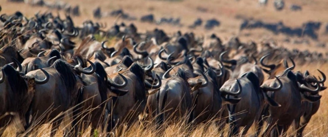 Wildebeest migratie