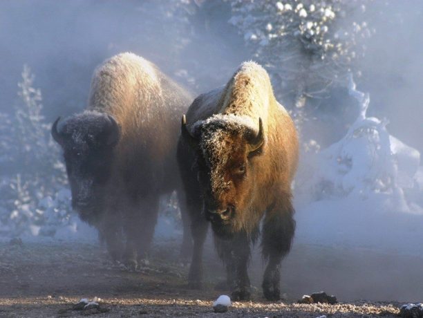 Bizons, Wolven en Wildlife in Yellowstone