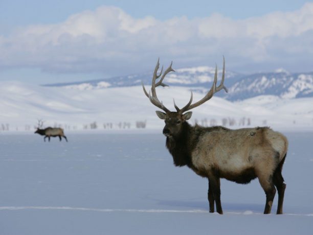 Wolven en Wildlife in Yellowstone