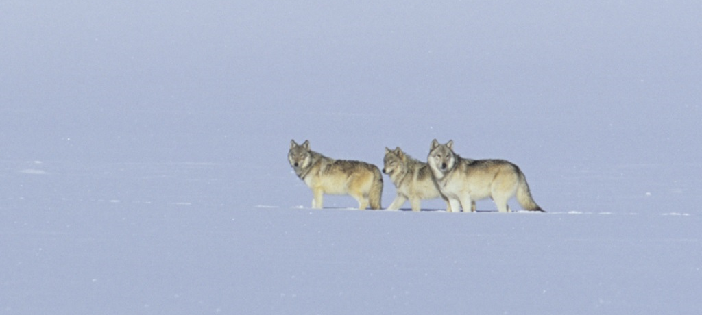 Wolven en Wildlife in Yellowstone