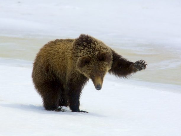 Wolven en Wildlife in Yellowstone