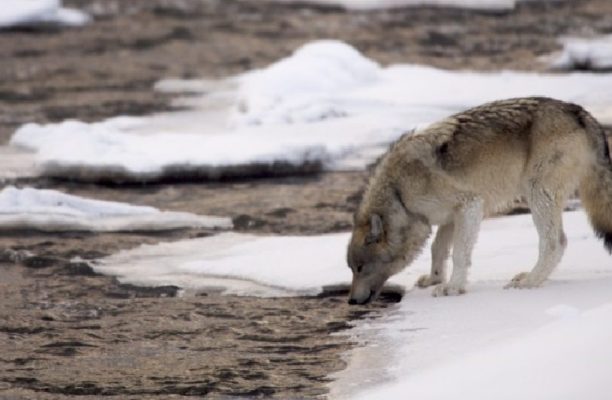 Wolf drinking from the River.  Yellowstone National Park. WY.
