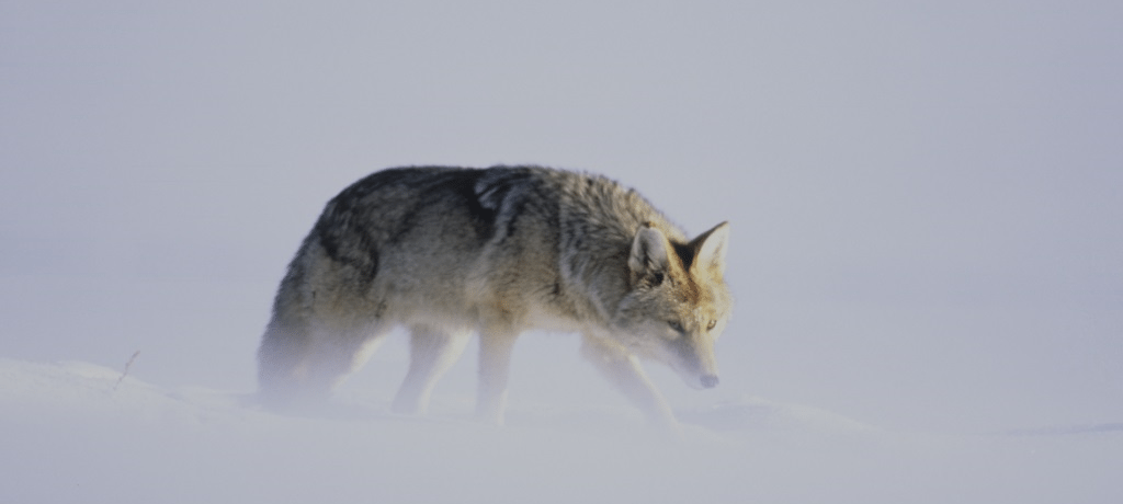 Wildlife en natuur Yellowstone