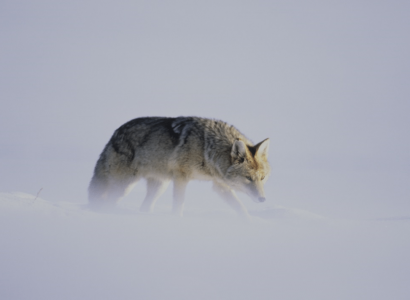 Wildlife en natuur Amerika, Fotoreis op zoek naar wolven in Yellowstone