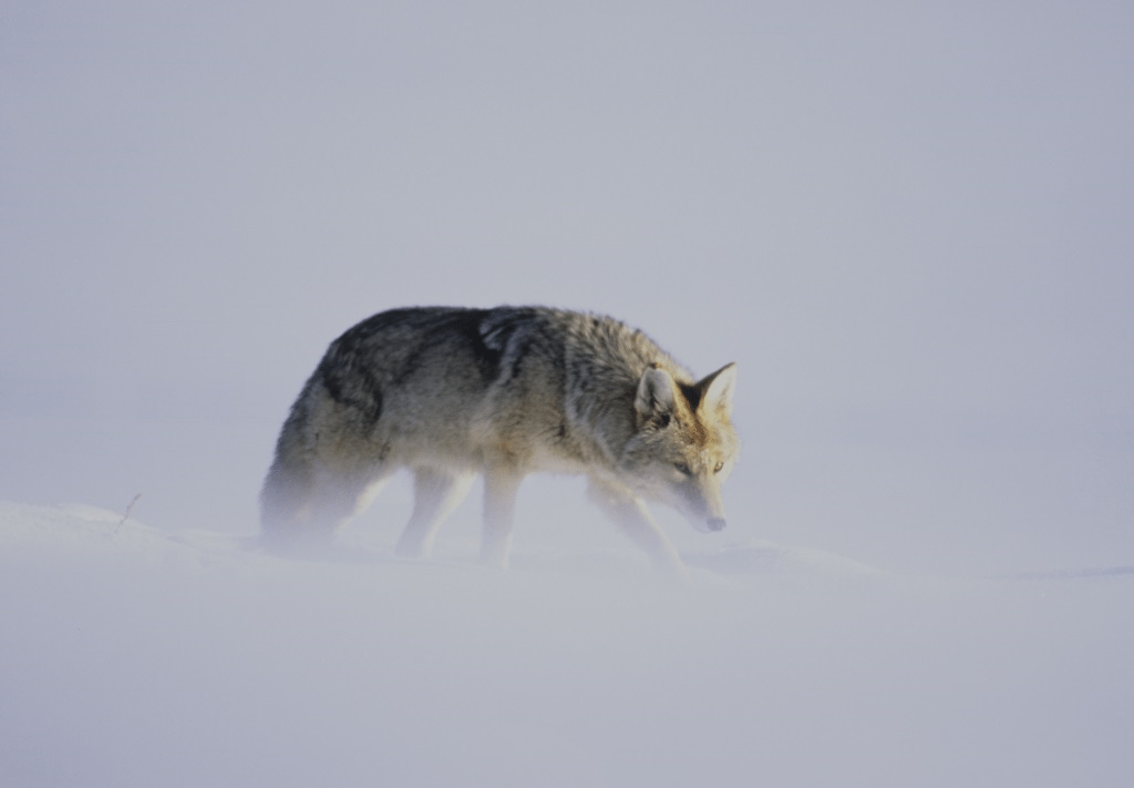 Wildlife en natuur Amerika, Fotoreis op zoek naar wolven in Yellowstone