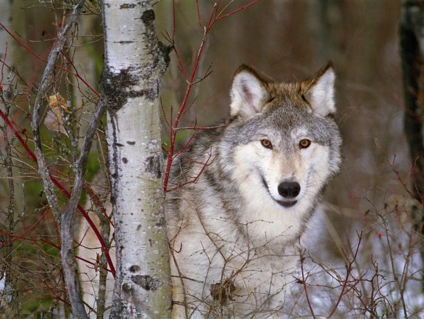 Amerika rondreizen, Wolven en Wildlife in Yellowstone