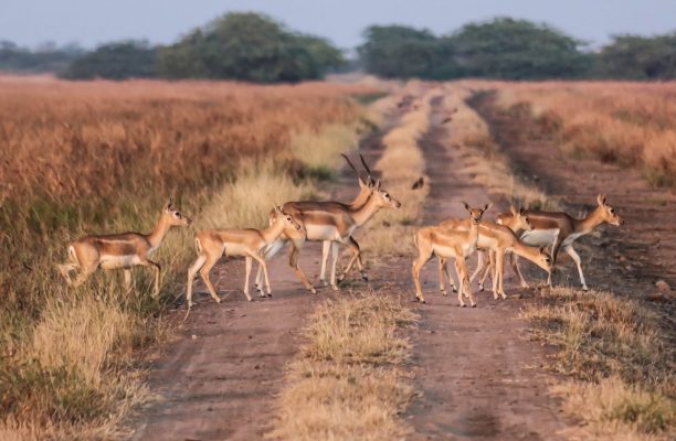 Velavadar National Park