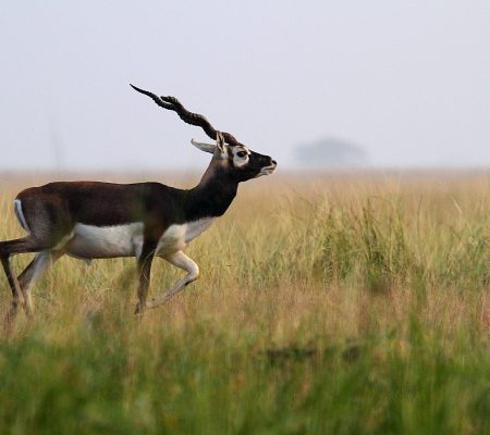 Velavadar National Park