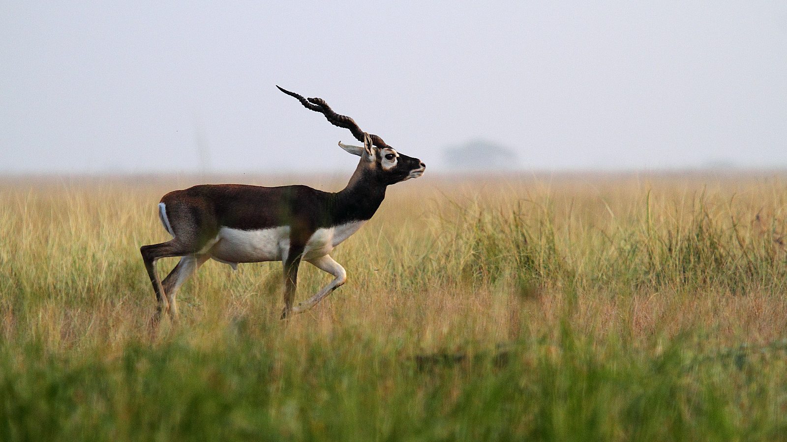 Velavadar National Park