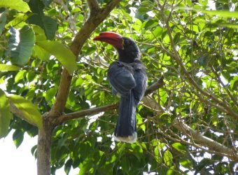 Vogel spotten Entebbe