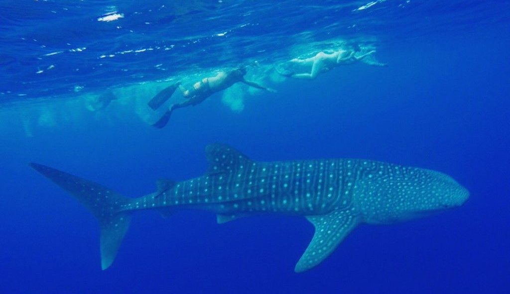 Vilamendhoo zwemmen met walvishaaien