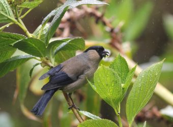 Vogels spotten Corvo