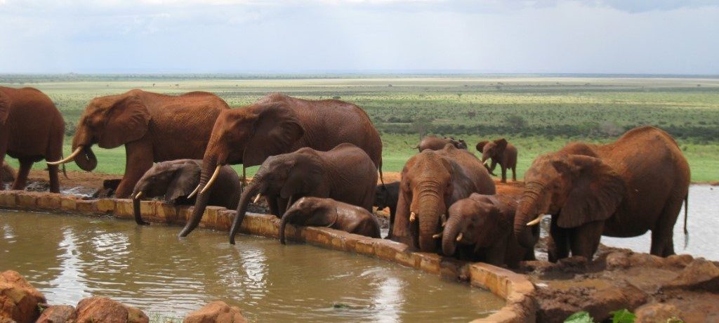 Drinkplaats wilde dieren