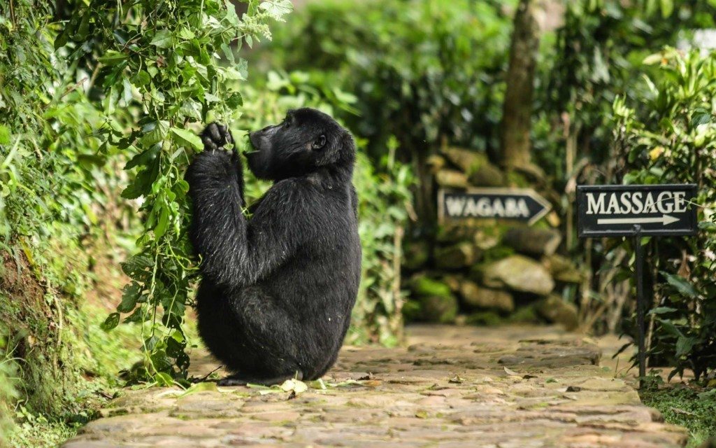 Volcanoes Bwindi Lodge