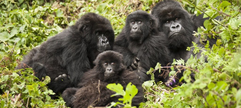 Berggorilla, Oeganda & Rwanda - shutterstock