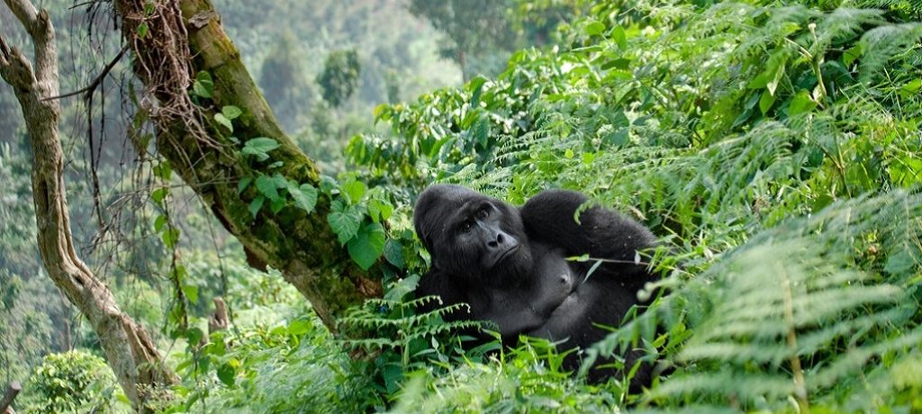 Berggorilla, Oeganda & Rwanda - Shutterstock