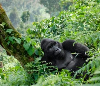 Veel gestelde vragen over Rwanda