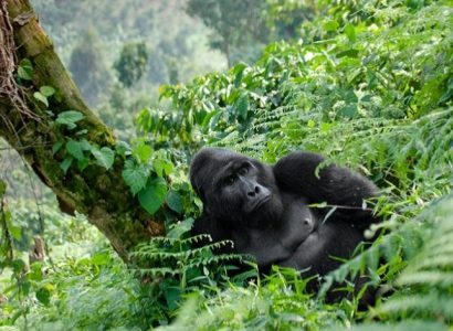 Veel gestelde vragen over Rwanda