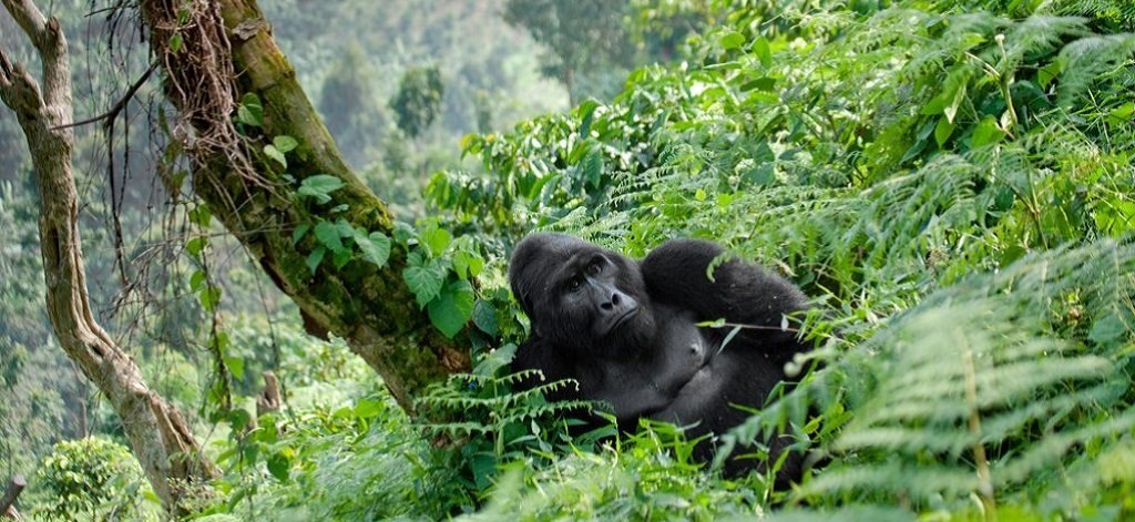 Veel gestelde vragen over Rwanda