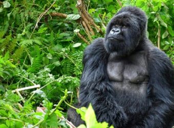 berggorilla, Volcanoes National Park, Rwanda - Shutterstock