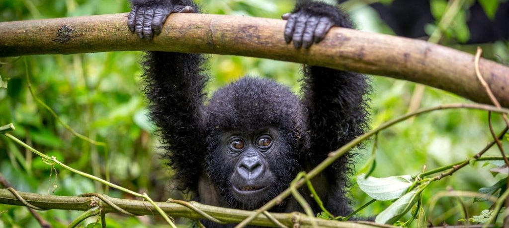 Berggorilla Bwindi, Volcanoes