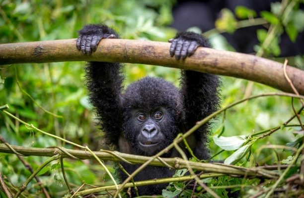 Berggorilla Bwindi, Volcanoes