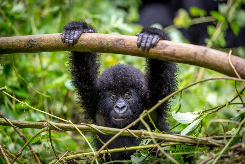 Berggorilla Bwindi, Volcanoes