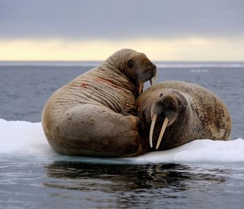 Walrus