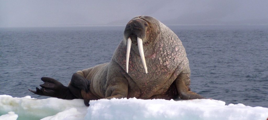 Walrus, Spitsbergen - Oceanwide