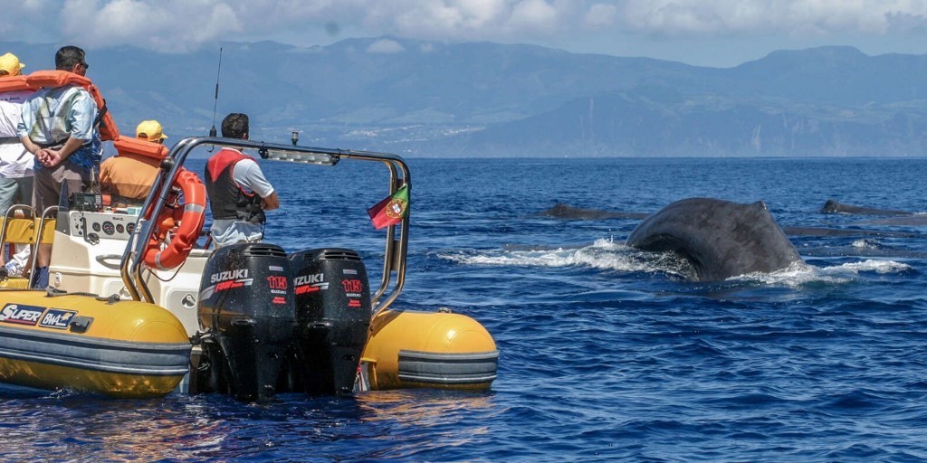 Sao Miguel walvissen en dolfijnen spotten