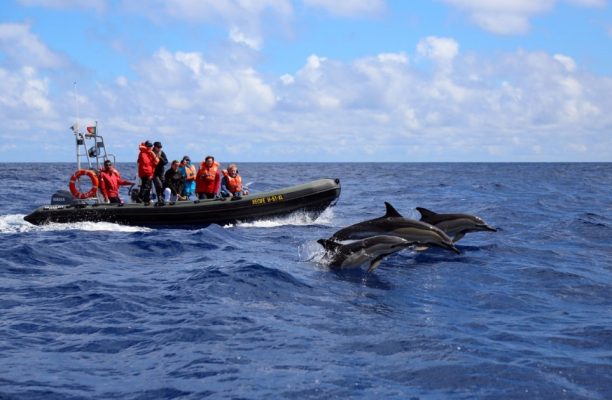 Walvis & dolfijn Azoren