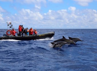 Walvis & dolfijn Azoren