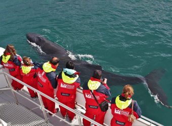 Walvis excursie Akureyri