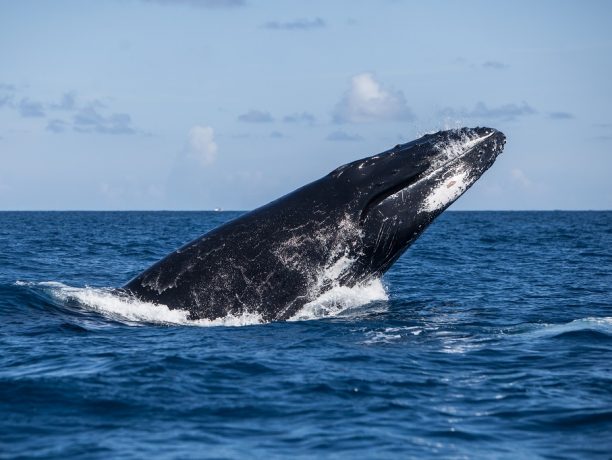 Azoren walvissen en dolfijnen zien