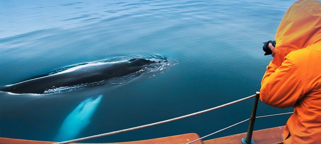 Activiteiten Noord IJsland, Walvissen fotograferen