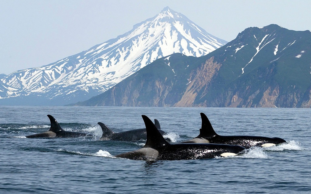 Walvissafari, Snaefellsnes, IJsland