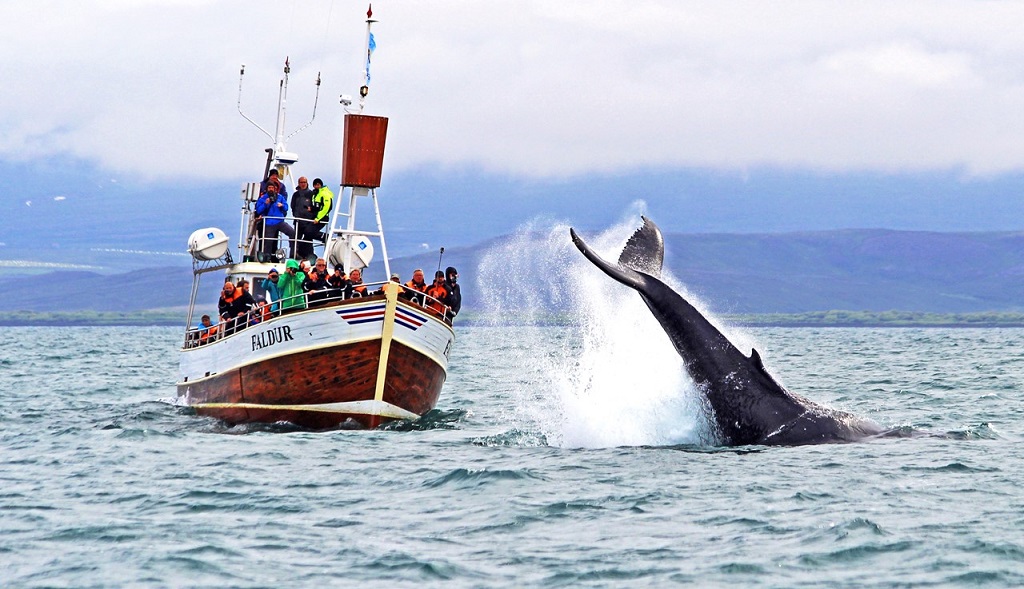 Bezienswaardigheden Noord-IJsland, walvissen spotten
