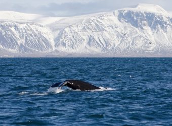 Walvissafari, Reykjavik, IJsland