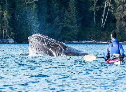 Walvissen spotten in Canada