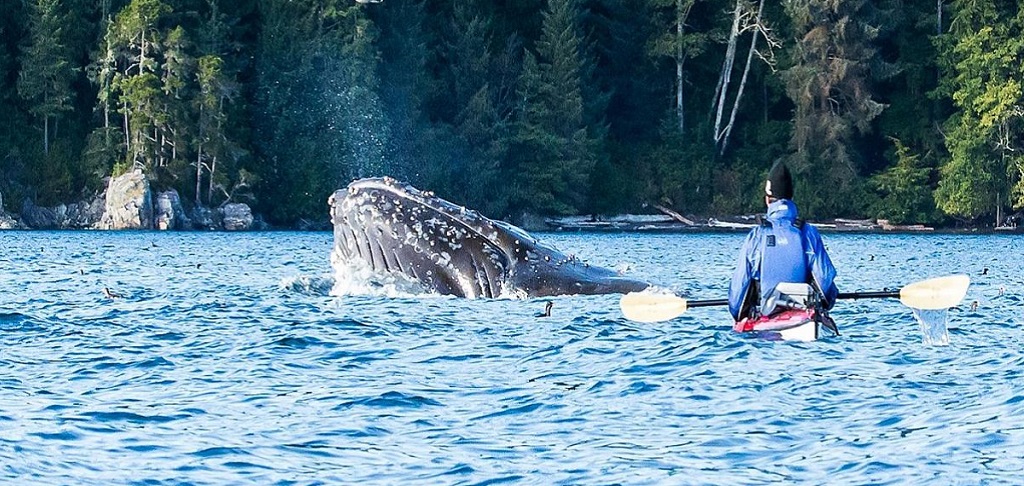 Walvissen spotten in Canada